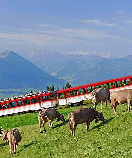 Ein roter Zug fährt durch eine grüne Landschaft mit Kühen.