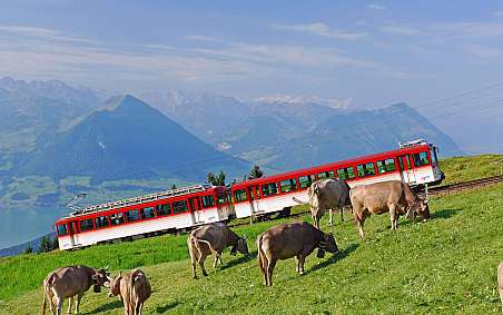 Ein roter Zug fährt durch eine grüne Landschaft mit Kühen.